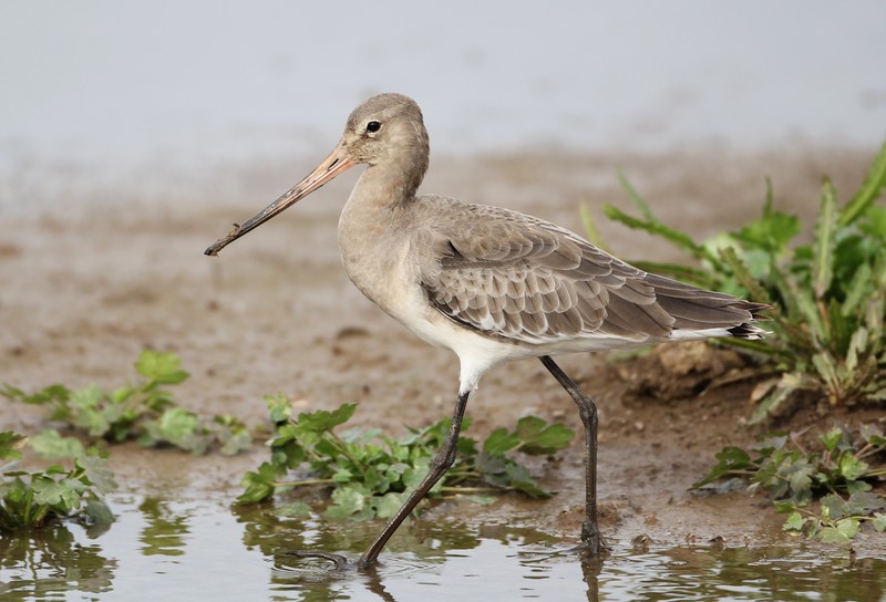 Black-tailed Godwit