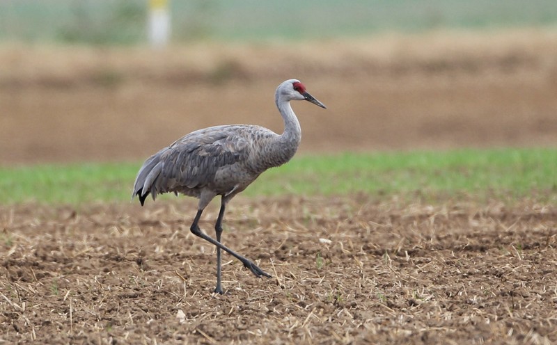 Sandhill Crane