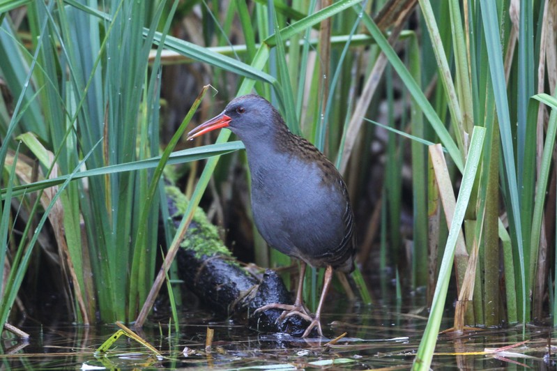 Water Rail