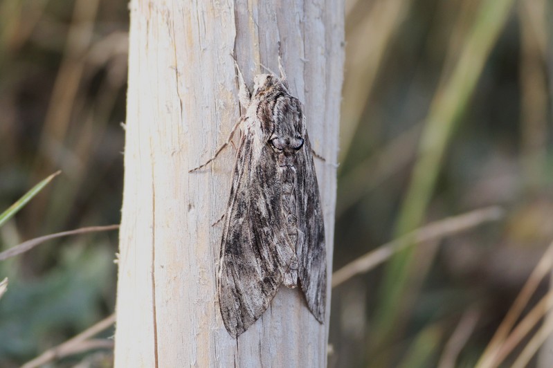Convolvulus Hawk-Moth