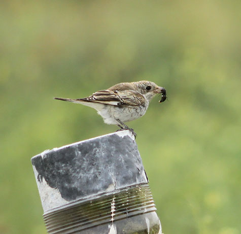 Woodchat Shrike