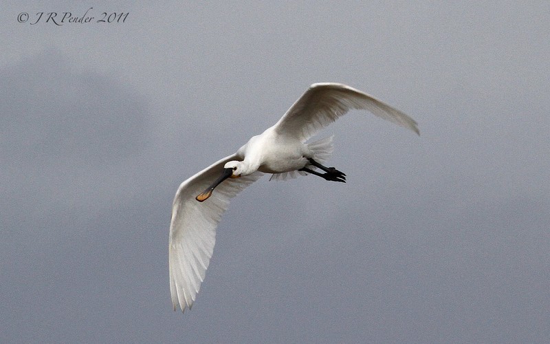 Spoonbill