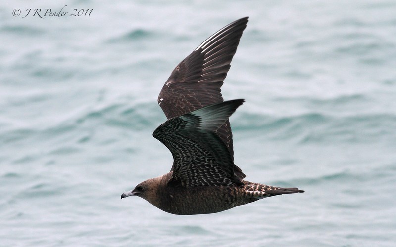 Pomarine Skua