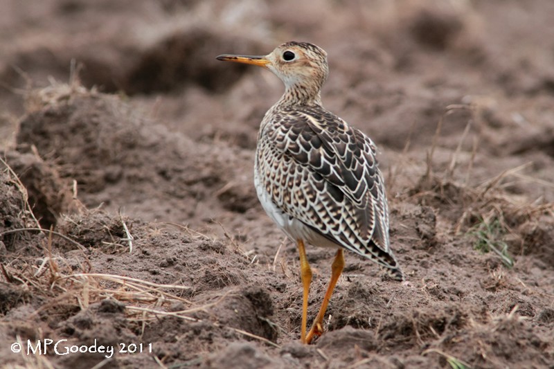 Upland Sandpiper