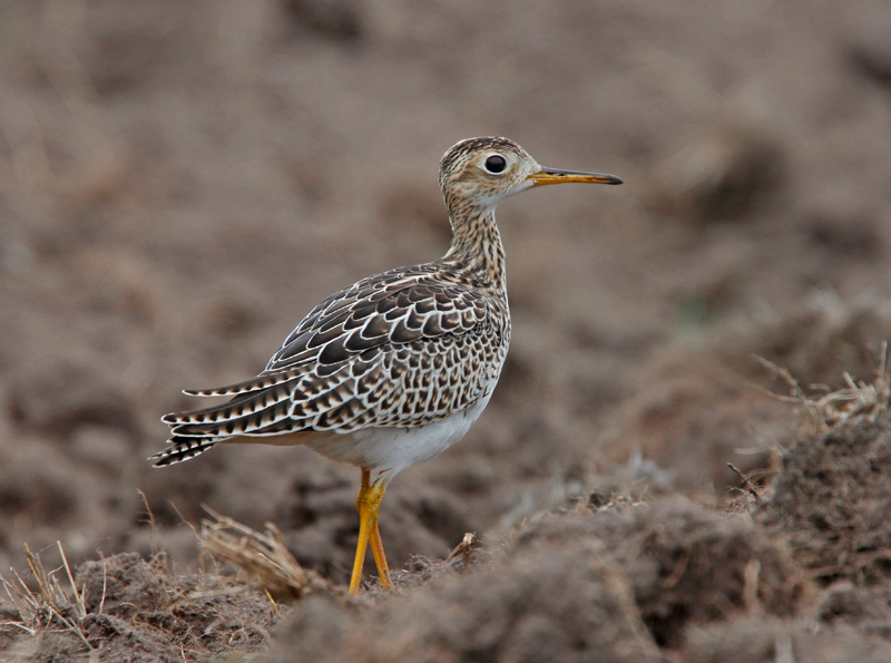 Upland Sandpiper
