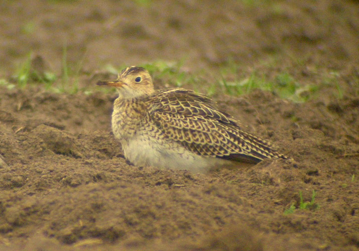 Upland Sandpiper