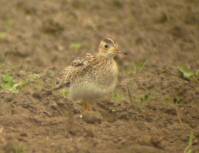 Upland Sandpiper