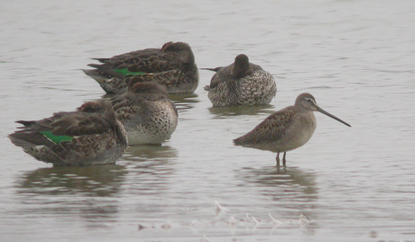 Long-billed Dowitcher