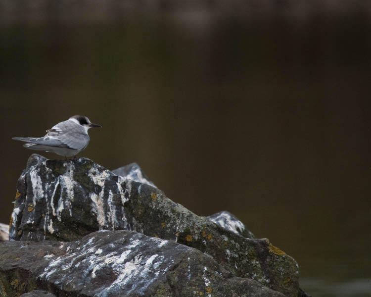 Arctic Tern
