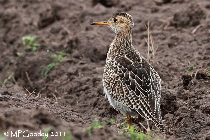 Upland Sandpiper