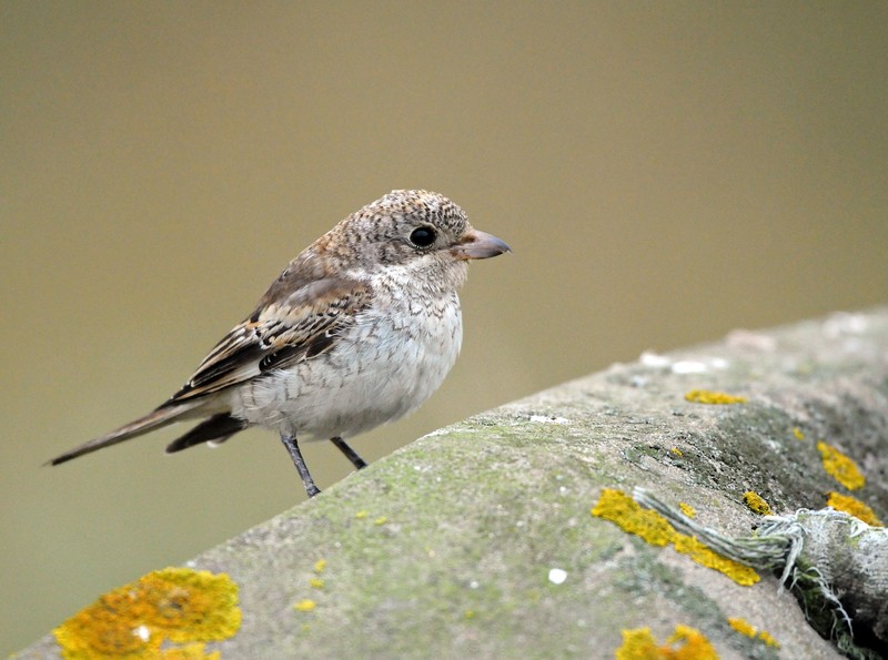 Woodchat Shrike