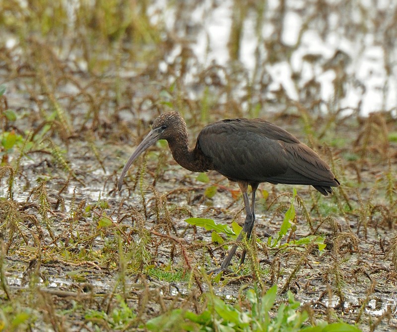 Glossy Ibis