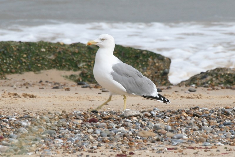 Yellow-legged Gull