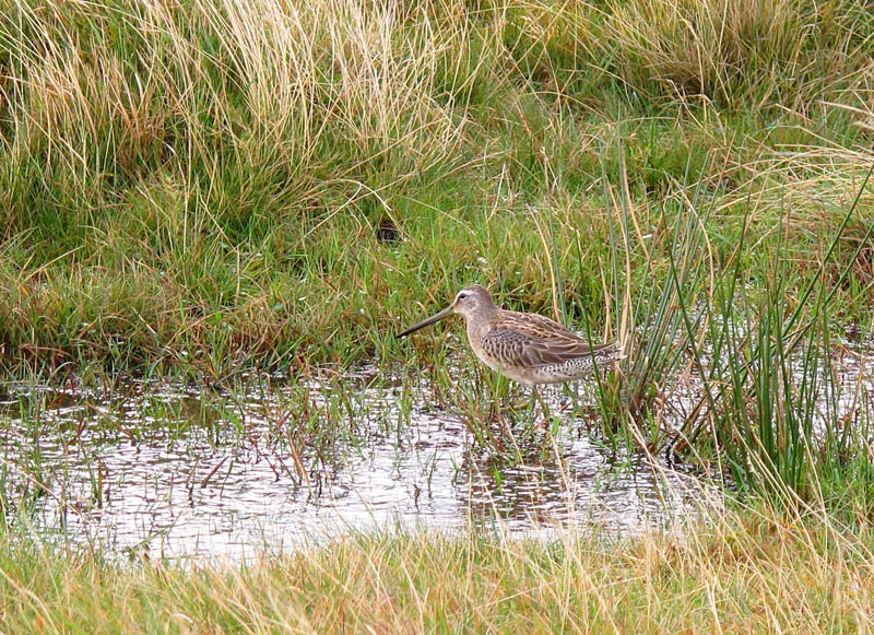 Long-billed Dowitcher