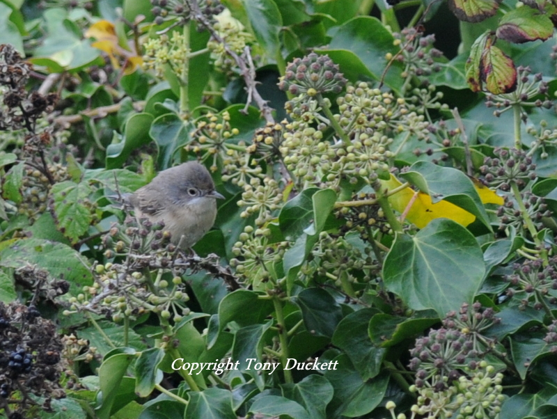 Subalpine Warbler
