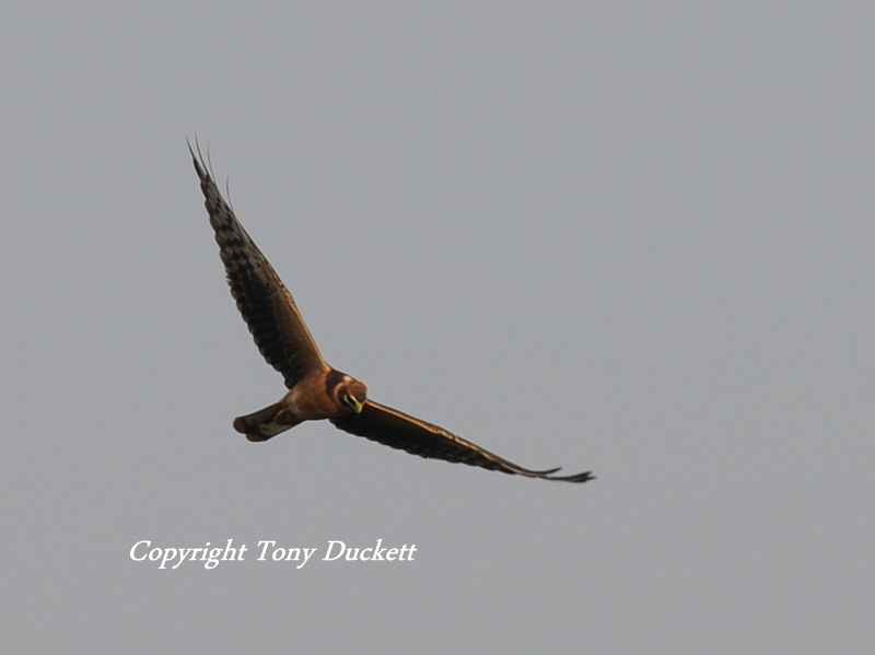Pallid Harrier