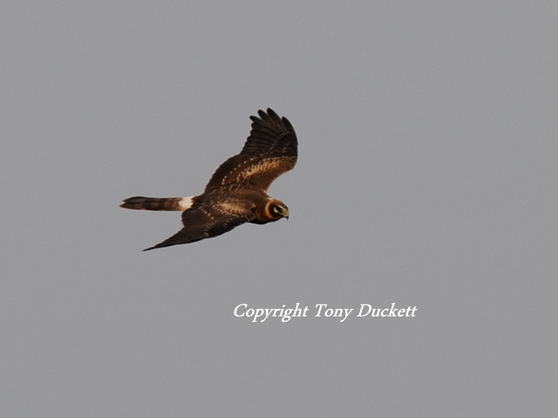 Pallid Harrier