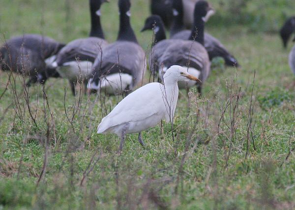 Cattle Egret