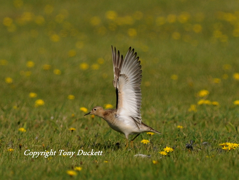 Buff-breasted Sandpiper