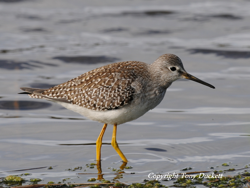 Lesser Yellowlegs