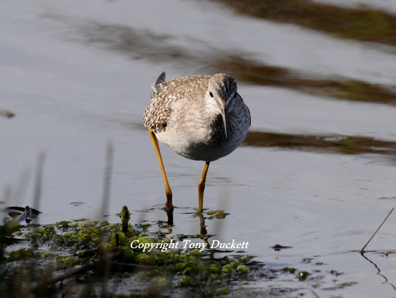Lesser Yellowlegs