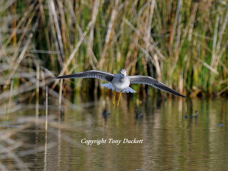 Lesser Yellowlegs