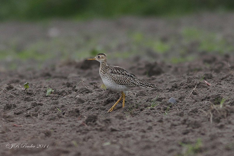 Upland Sandpiper