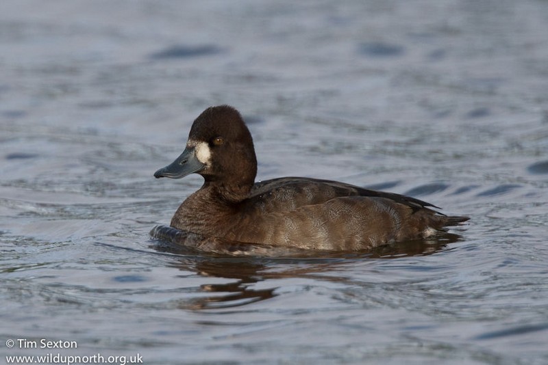 Lesser Scaup