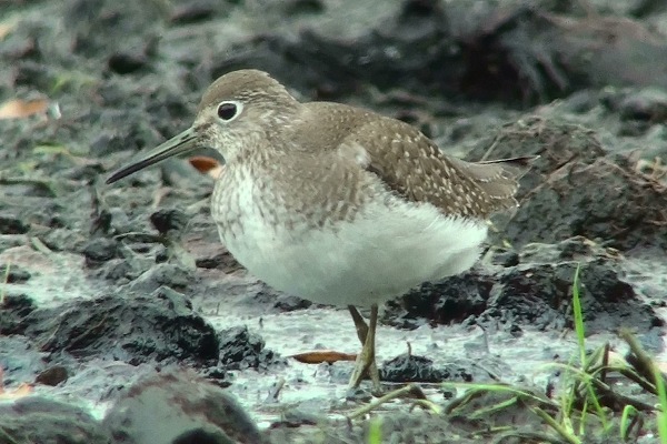 Solitary Sandpiper