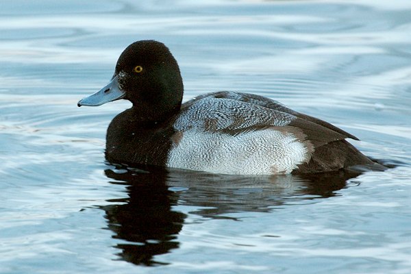 Lesser Scaup