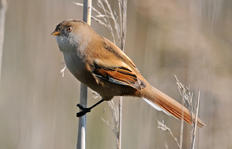 Bearded Tit