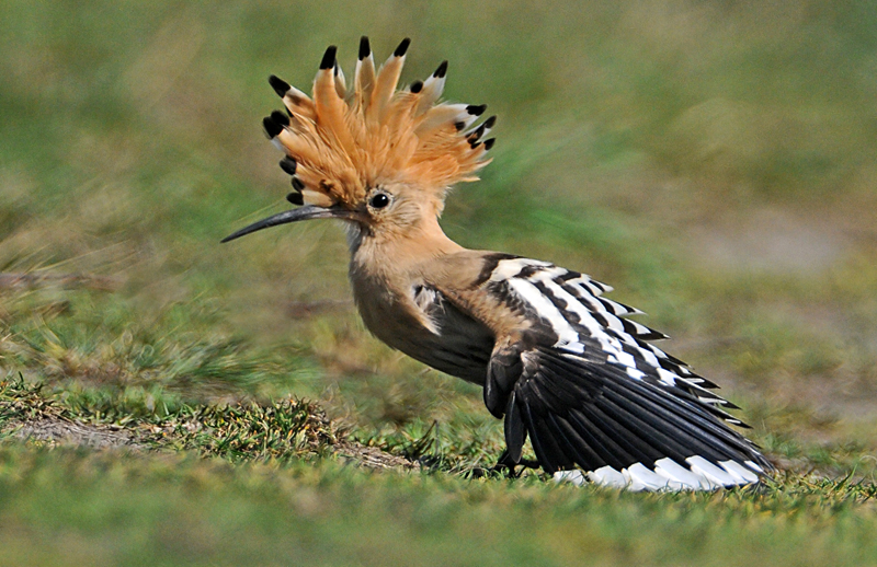 Hoopoe