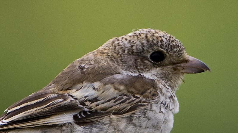Woodchat Shrike