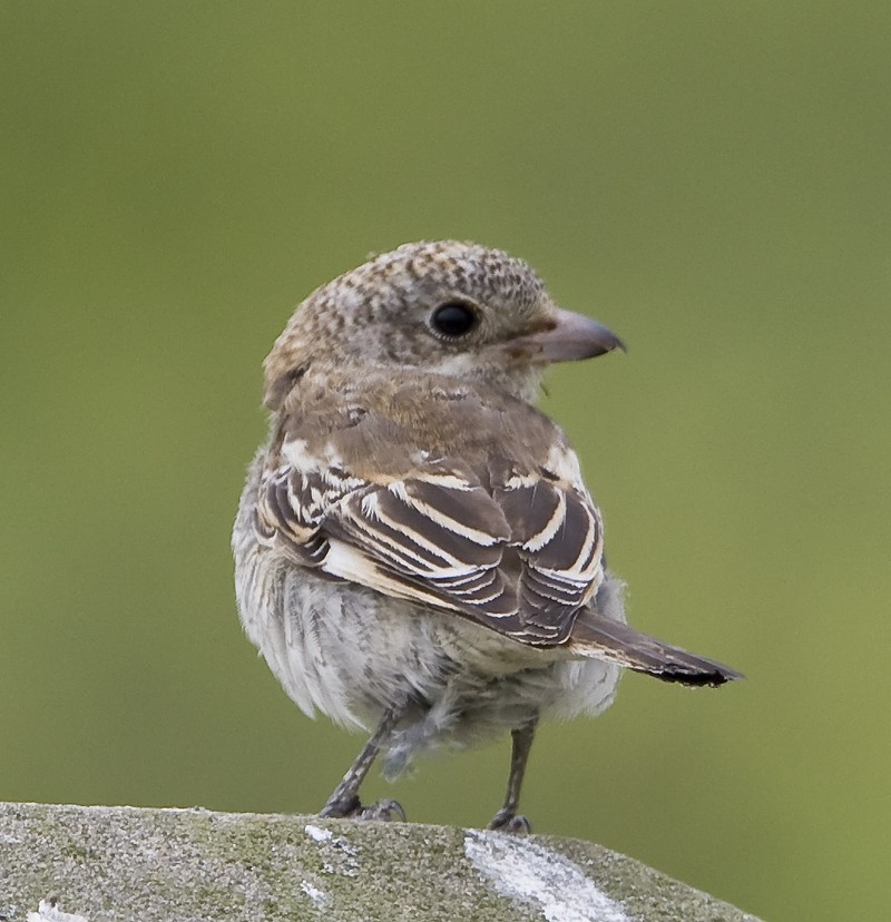 Woodchat Shrike