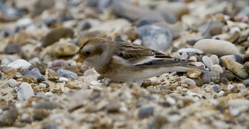 Snow Bunting