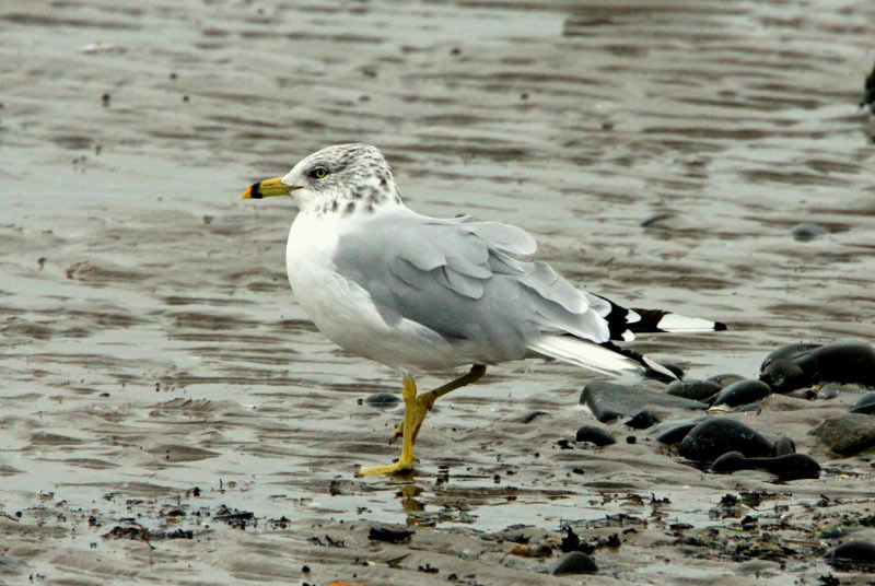 Ring-billed Gull
