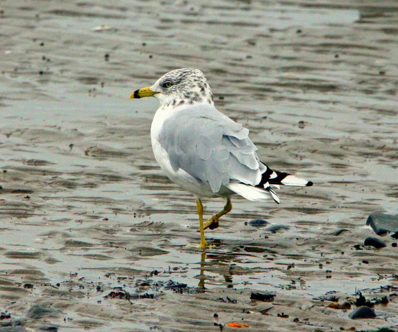 Ring-billed Gull