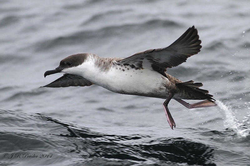 Great Shearwater
