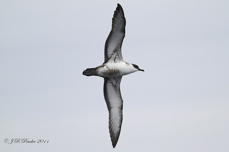 Great Shearwater
