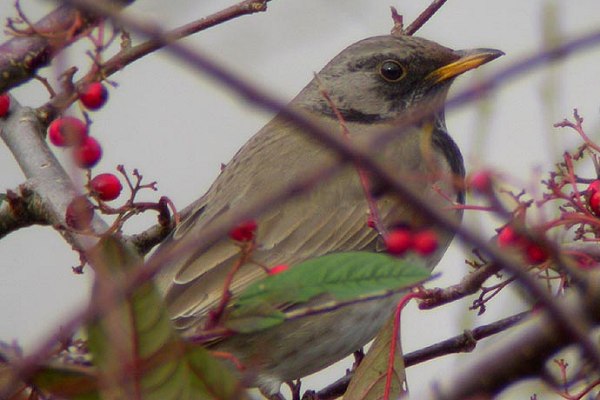 Black-throated Thrush