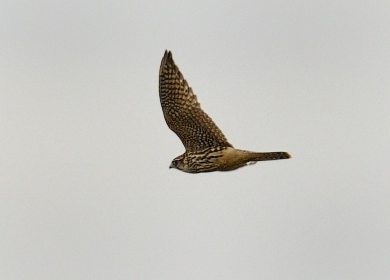 Merlin