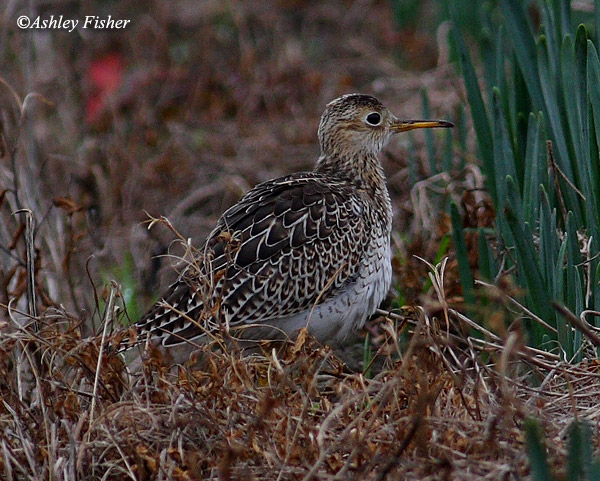 Upland Sandpiper