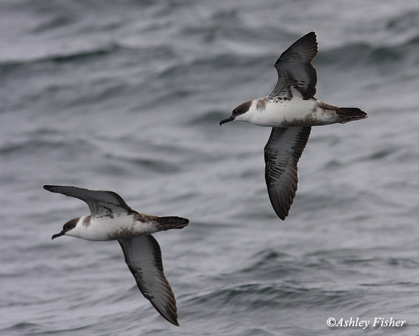 Great Shearwater