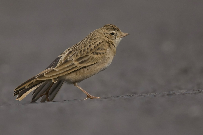 Short-toed Lark