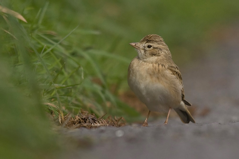 Short-toed Lark