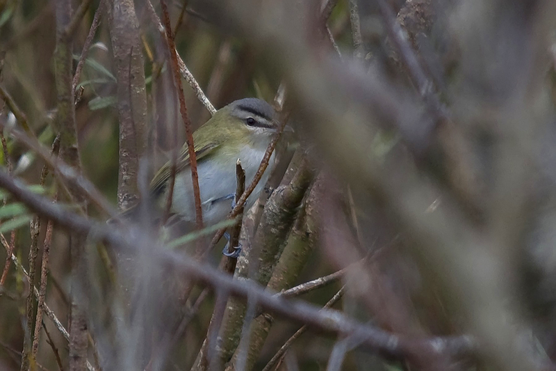 Red-eyed Vireo
