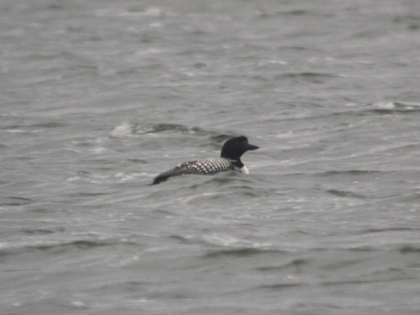Great Northern Diver