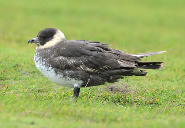 Pomarine Skua