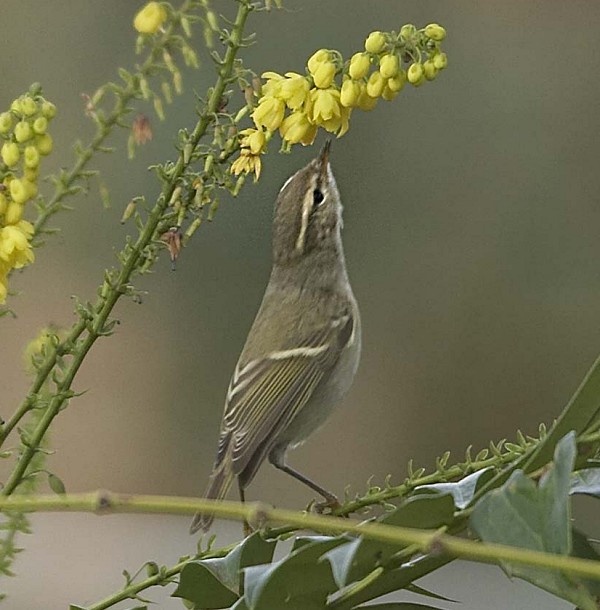 Hume's Yellow-browed Warbler
