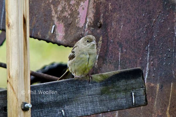 Black-headed Bunting